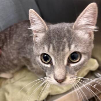 Sabina -  Domestic Short Hair Cat for Adoption in Chehalis, Washington - Sabina | PetCurious