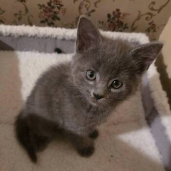 Rescue Domestic Short Hair Cats for Adoption in Spencerville, Ontario - Grae | PetCurious