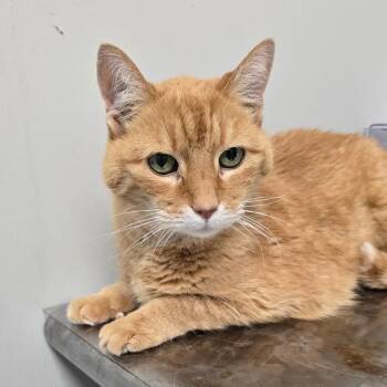Julius -  Domestic Short Hair Cat for Adoption in Concord, North Carolina - Julius | PetCurious