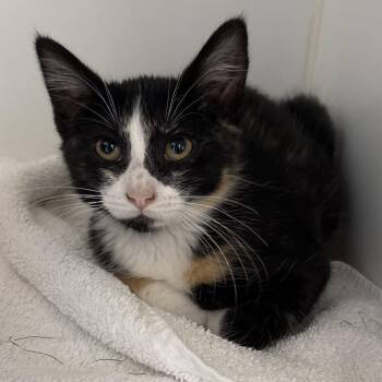 Onion -  Domestic Short Hair Cat for Adoption in Naperville, Illinois - Onion | PetCurious
