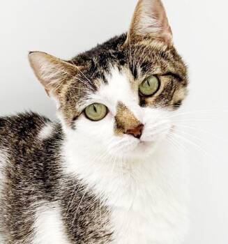 Sally is so so soooo sweet and so soooo special - VIDEO of this  -  Turkish Van and Tabby Cat for Adoption in Bedford Hills, New York - Sally Is So So Soooo Sweet And So Soooo Special - VIDEO Of This  | PetCurious