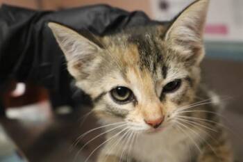 LEAH -  Domestic Short Hair Cat for Adoption in Columbia, South Carolina - LEAH | PetCurious