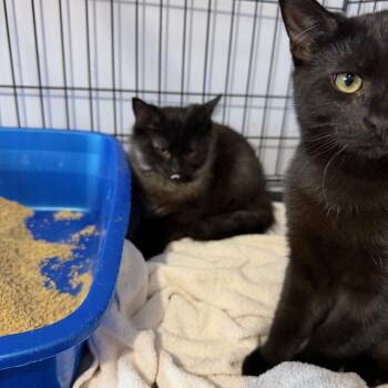 Domestic Short Hair Cats Available for Adoption - Sirius & Galaxy | PetCurious
