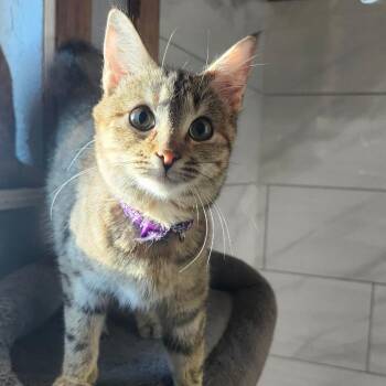 Tabby Cats Available for Adoption in Tuttle, Oklahoma - Bennie | PetCurious