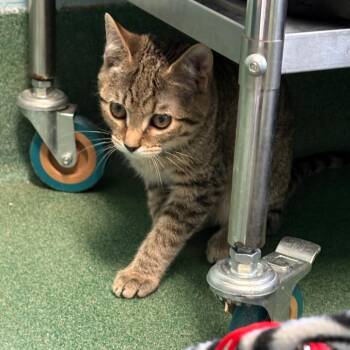 Minnow -  Domestic Short Hair Cat for Adoption in New Fairfield, Connecticut - Minnow | PetCurious