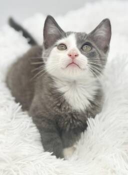 Great Divide -  Russian Blue Cat for Adoption in Covington, Louisiana - Great Divide | PetCurious