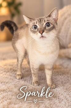 Sparkle -  Siamese Cat for Adoption in Casselberry, Florida - Sparkle | PetCurious