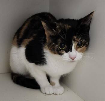 RAINBOW -  Domestic Short Hair Cat for Adoption in San Antonio, Texas - RAINBOW | PetCurious
