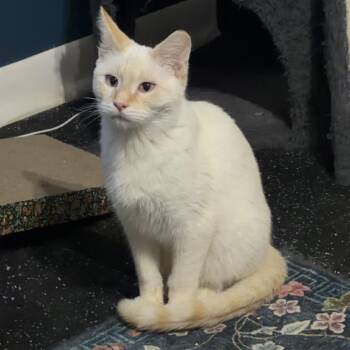 Siamese Cats Available for Adoption - Casper C9795 | PetCurious