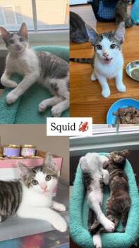 Squid (FCID# 06/16/2026 - 43) -  Tabby Cat for Adoption in Greenville, Delaware - Squid (FCID# 06/16/2026 - 43) | PetCurious