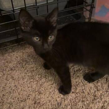 Onyx -  Domestic Short Hair Cat for Adoption in Edmond, Oklahoma - Onyx | PetCurious