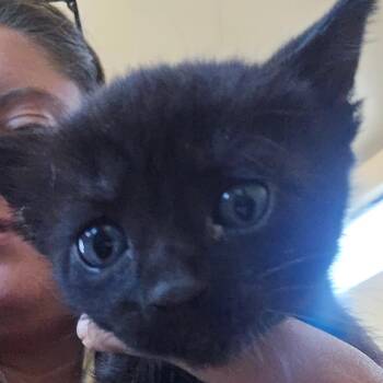 Fartz -  Domestic Short Hair Cat for Adoption in Klamath Falls, Oregon - Fartz | PetCurious