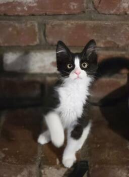 Brie -  Domestic Medium Hair Cat for Adoption in Chico, California - Brie | PetCurious
