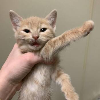 Domestic Short Hair Cats Available for Adoption - Kithith | PetCurious