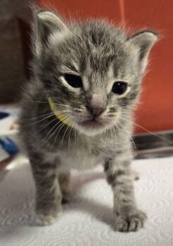 Abigail -  Domestic Short Hair Cat for Adoption in Fresno, California - Abigail | PetCurious