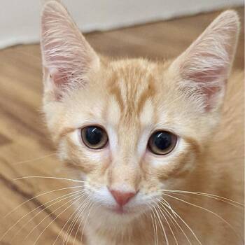 Benny & Jiminy -  Domestic Short Hair Cat for Adoption in Denison, Texas - Benny & Jiminy | PetCurious