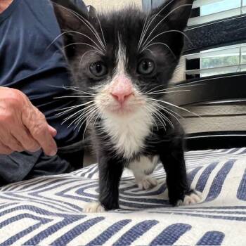 Nova -  Domestic Short Hair Cat for Adoption in Lake Panasoffkee, Florida - Nova | PetCurious