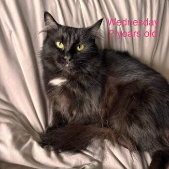 Wednesday -  Domestic Long Hair Cat for Adoption - Wednesday | PetCurious