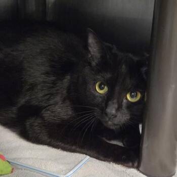 Betty -  Domestic Short Hair Cat Available for Adoption in Voorhees Township, New Jersey - Betty | PetCurious
