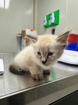 Domestic Medium Hair Cats Available for Adoption in Ontario, California - MILTON | PetCurious