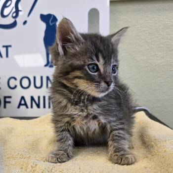 Domestic Medium Hair and Domestic Short Hair Cats Available for Adoption in Madisonville, Tennessee - Golly | PetCurious