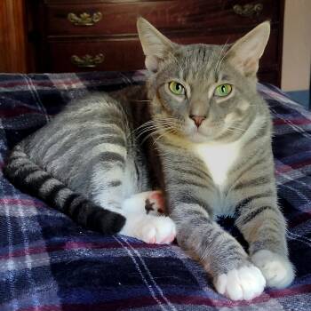 Rescue Domestic Short Hair Cats for Adoption in Apex, North Carolina - Umami | PetCurious