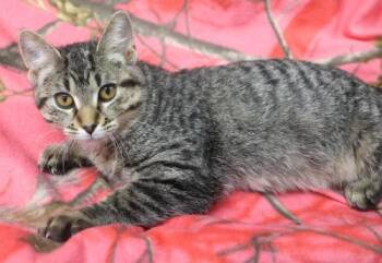 Choppie -  Domestic Short Hair Cat for Adoption in Thief River Falls, Minnesota - Choppie | PetCurious