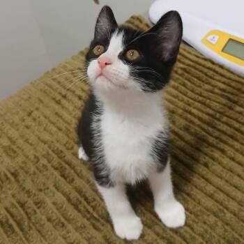 Domestic Short Hair Cats Available for Adoption in York, Pennsylvania - Reuben | PetCurious