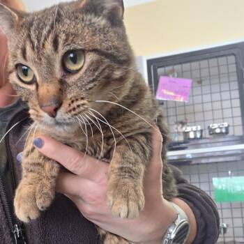 Domestic Short Hair Cats Available for Adoption in Council Bluffs, Iowa - Niko | PetCurious