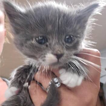 Quirk -  Domestic Medium Hair Cat for Adoption in Klamath Falls, Oregon - Quirk | PetCurious