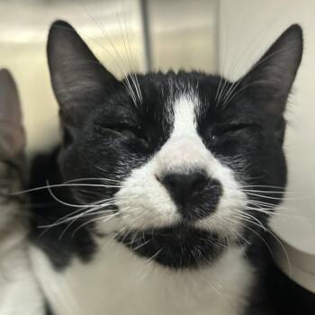 Jiu-Jitsu -  Domestic Short Hair Cat for Adoption in Park City, Utah - Jiu-Jitsu | PetCurious