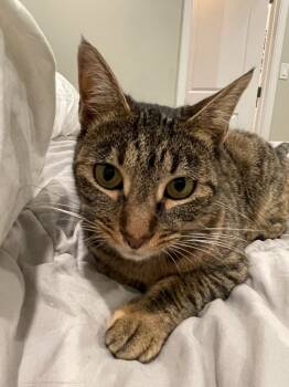 Rescue Domestic Short Hair Cats for Adoption - Jackie | PetCurious
