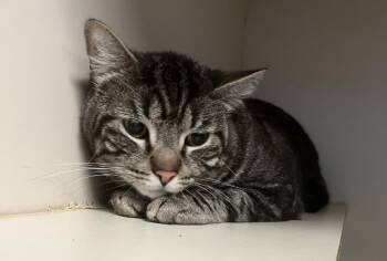 Victor -  Domestic Short Hair Cat for Adoption in Windsor, Connecticut - Victor | PetCurious