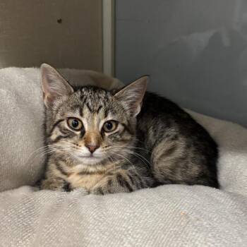 Fern -  Domestic Short Hair Cat for Adoption in Fairmont, West Virginia - Fern | PetCurious