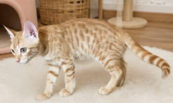 Micho -  Domestic Short Hair Cat for Adoption in Brampton, Ontario - Micho | PetCurious