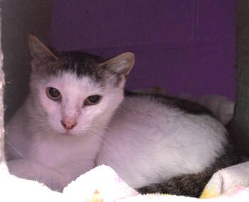 The Moon -  Domestic Short Hair Cat for Adoption - The Moon | PetCurious