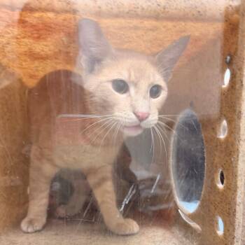 Beach Boy -  Domestic Short Hair Cat for Adoption in Philadelphia, Pennsylvania - Beach Boy | PetCurious