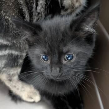 Trapper -  Domestic Short Hair Cat for Adoption in Indianapolis, Indiana - Trapper | PetCurious