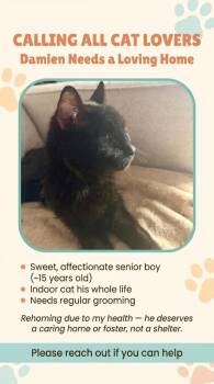 Damien: Courtesy Post -  Domestic Short Hair Cat for Adoption in New York, New York - Damien: Courtesy Post | PetCurious