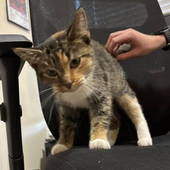 72459 -  Domestic Short Hair Cat for Adoption in Harrisonburg, Virginia - 72459 | PetCurious