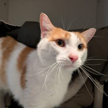 Odin -  Domestic Short Hair Cat for Adoption in South Burlington, Vermont - Odin | PetCurious