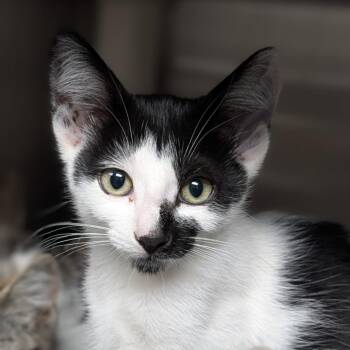 Melanie -  Domestic Short Hair Cat for Adoption in Seattle, Washington - Melanie | PetCurious