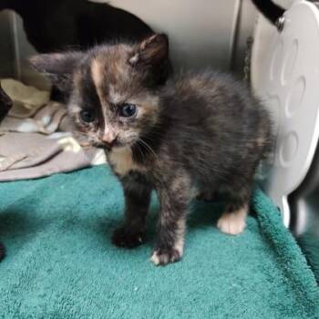 United -  Domestic Short Hair Cat for Adoption in Richmond, Virginia - United | PetCurious