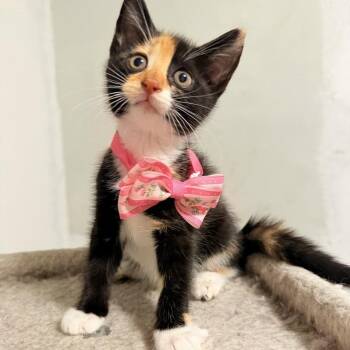 Tortoiseshell and Calico Cats Available for Adoption in Coral Gables, Florida - Amaya | PetCurious