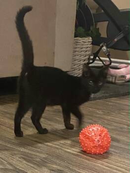 Missy -  Domestic Short Hair Cat for Adoption in Hamilton, Ontario - Missy | PetCurious