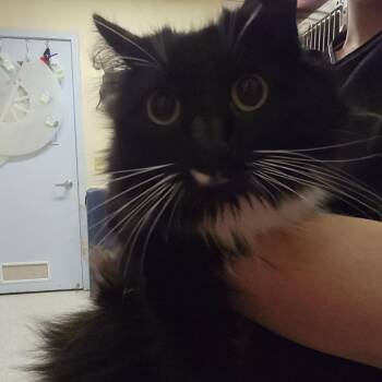 Cuddles -  Domestic Medium Hair Cat for Adoption in Fort Bragg, California - Cuddles | PetCurious