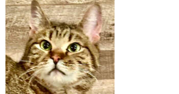 Rescue Tabby Cats for Adoption in Keizer, Oregon - Maverick - CH - OR | PetCurious