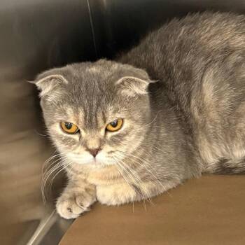 Casey -  Scottish Fold Cat for Adoption in Wantagh, New York - Casey | PetCurious