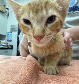 Rescue Domestic Short Hair Cats for Adoption in Peoria, Illinois - ORANGE | PetCurious