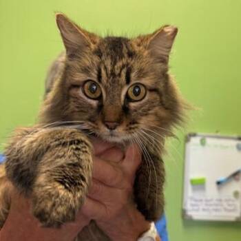 Domestic Long Hair Cats Available for Adoption - Soup | PetCurious